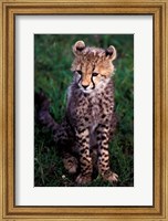 Africa, Kenya, Masai Mara Game Reserve. Cheetah Cub Fine Art Print