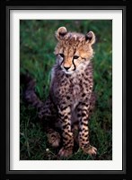 Africa, Kenya, Masai Mara Game Reserve. Cheetah Cub Fine Art Print