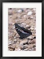 Zebra Butterfly, Gombe National Park, Tanzania Fine Art Print