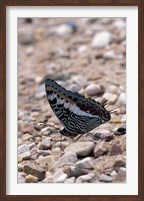 Zebra Butterfly, Gombe National Park, Tanzania Fine Art Print