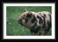 Domestic Farmyard Piglet, South Africa Fine Art Print
