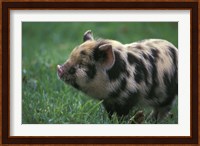 Domestic Farmyard Piglet, South Africa Fine Art Print