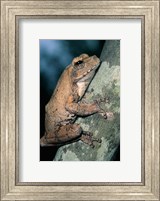 Grey Frog, Kruger NP, South Africa Fine Art Print