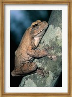 Grey Frog, Kruger NP, South Africa Fine Art Print