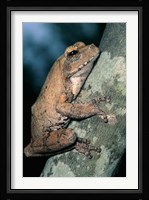 Grey Frog, Kruger NP, South Africa Fine Art Print
