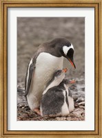 Antarctica, Aitcho Island, Gentoo penguin Fine Art Print