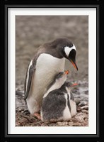 Antarctica, Aitcho Island, Gentoo penguin Fine Art Print
