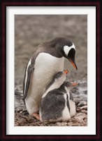 Antarctica, Aitcho Island, Gentoo penguin Fine Art Print