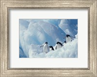 Adelie Penguins, Antarctica Fine Art Print