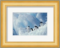 Adelie Penguins, Antarctica Fine Art Print