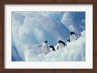 Adelie Penguins, Antarctica Fine Art Print