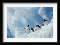Adelie Penguins, Antarctica Fine Art Print