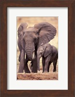 African Elephants, Tarangire National Park, Tanzania Fine Art Print