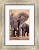 African Elephants, Tarangire National Park, Tanzania Fine Art Print