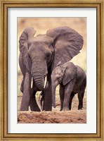 African Elephants, Tarangire National Park, Tanzania Fine Art Print