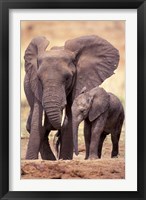 African Elephants, Tarangire National Park, Tanzania Framed Print