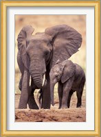 African Elephants, Tarangire National Park, Tanzania Fine Art Print