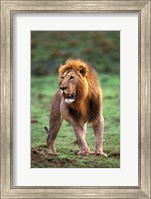 Adult male lion, Masai Mara Game Reserve, Kenya Fine Art Print