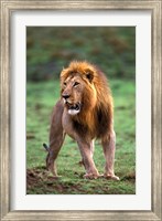 Adult male lion, Masai Mara Game Reserve, Kenya Fine Art Print