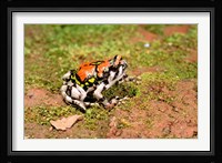 Africa, Madagascar, Isalo. Terrible frog Fine Art Print