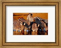 Botswana, Chobe NP, Linyanti Reserve, zebra Fine Art Print