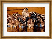 Botswana, Chobe NP, Linyanti Reserve, zebra Fine Art Print