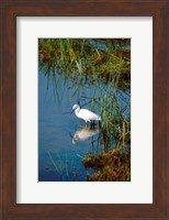 Botswana, Okavango Delta. Egret wildlife Fine Art Print