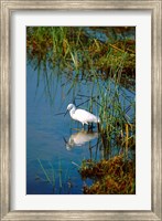 Botswana, Okavango Delta. Egret wildlife Fine Art Print