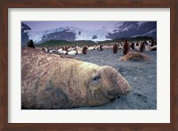 Elephant Seal and King Penguins, South Georgia Island, Antarctica Fine Art Print