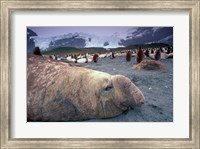 Elephant Seal and King Penguins, South Georgia Island, Antarctica Fine Art Print