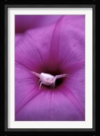 Crab Spider on Flower, Gombe National Park, Tanzania Fine Art Print
