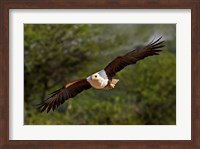 Fish Eagle in Flight, Kenya Fine Art Print