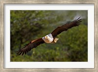 Fish Eagle in Flight, Kenya Fine Art Print
