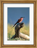 Botswana, Chobe NP, Carmine Bee Eater bird, Chobe River Fine Art Print