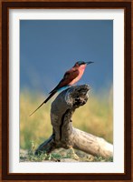Botswana, Chobe NP, Carmine Bee Eater bird, Chobe River Fine Art Print