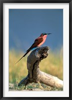 Botswana, Chobe NP, Carmine Bee Eater bird, Chobe River Fine Art Print