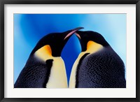 Emperor Penguin Pair, Antarctica Fine Art Print