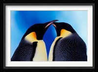 Emperor Penguin Pair, Antarctica Fine Art Print