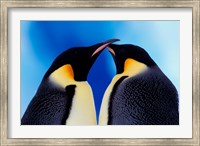 Emperor Penguin Pair, Antarctica Fine Art Print
