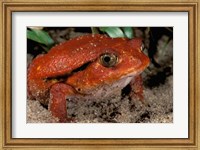 Africa, Madagascar. Tomato frog (Dyscophus antongili) Fine Art Print