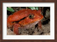 Africa, Madagascar. Tomato frog (Dyscophus antongili) Fine Art Print