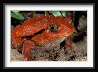 Africa, Madagascar. Tomato frog (Dyscophus antongili) Fine Art Print