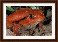 Africa, Madagascar. Tomato frog (Dyscophus antongili) Fine Art Print