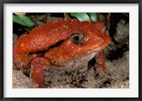 Africa, Madagascar. Tomato frog (Dyscophus antongili) Fine Art Print