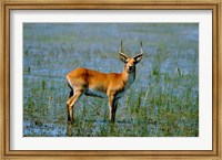 Botswana, Okavango Delta, Red Lechwe wildlife Fine Art Print