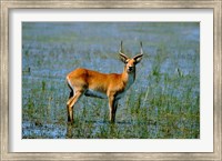 Botswana, Okavango Delta, Red Lechwe wildlife Fine Art Print