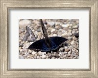 Black Butterfly, Gombe National Park, Tanzania Fine Art Print