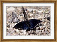 Black Butterfly, Gombe National Park, Tanzania Fine Art Print