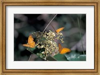 Butterflies, Gombe National Park, Tanzania Fine Art Print