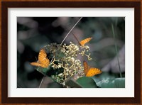 Butterflies, Gombe National Park, Tanzania Fine Art Print